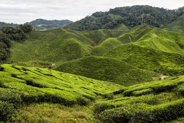 お茶のプランテーション キャメロンハイランド マレーシア — ストック写真