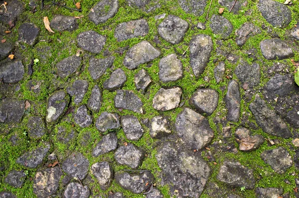 Stone walkway with moss and grass