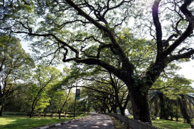 Taiping Gölü, Taiping, Malezya boyunca uzun dalları olan eski huş ağacı - Taman Tasik Taiping olarak da bilinen Taiping Gölü Bahçeleri, Malezya 'daki İngiliz yönetimi sırasında kurulan ilk halk bahçesi oldu..