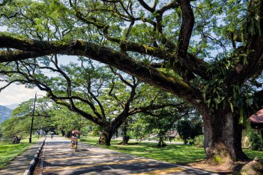 Taiping Gölü, Taiping, Malezya boyunca uzun dalları olan eski huş ağacı - Taman Tasik Taiping olarak da bilinen Taiping Gölü Bahçeleri, Malezya 'daki İngiliz yönetimi sırasında kurulan ilk halk bahçesi oldu..