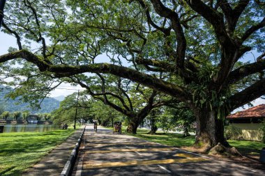Taiping Gölü, Taiping, Malezya boyunca uzun dalları olan eski huş ağacı - Taman Tasik Taiping olarak da bilinen Taiping Gölü Bahçeleri, Malezya 'daki İngiliz yönetimi sırasında kurulan ilk halk bahçesi oldu..