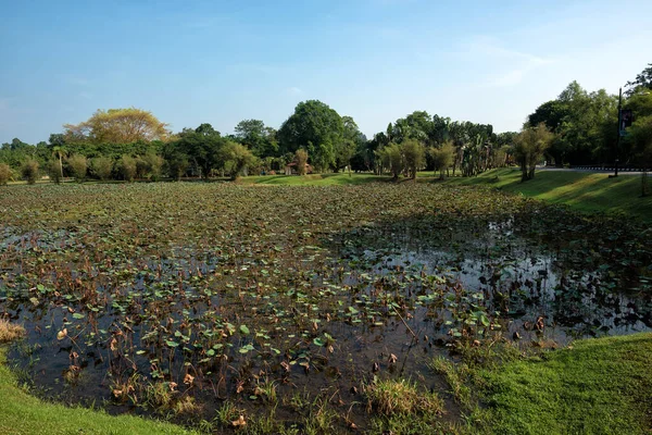 Lotus Kukat Lampi Taiping Lake Garden Malesia Vanha Lahoava Lootus — kuvapankkivalokuva