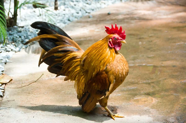 Strong and Big Rooster — Stock Photo, Image