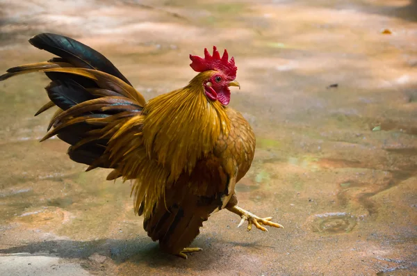 Strong and Big Rooster — Stock Photo, Image