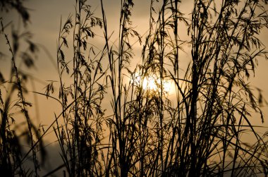 Gün batımında çim siluet