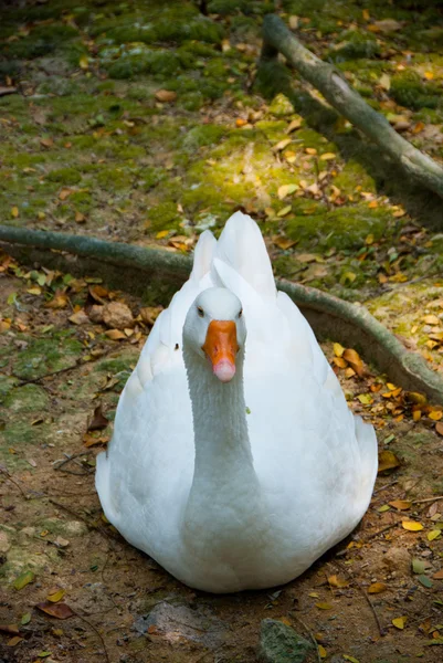 Pato blanco silbante —  Fotos de Stock