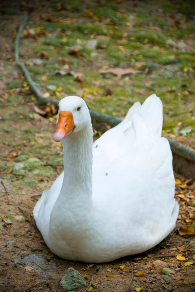 Whistling white duck — Stock Photo, Image