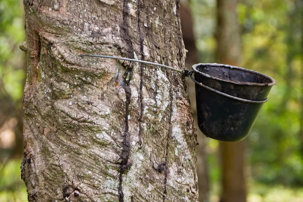 Tikte rubberboom, Maleisië — Stockfoto