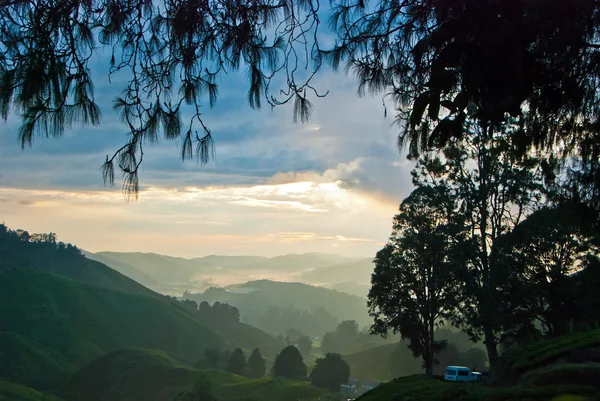 Névoa da manhã em Tea Plantation, Cameron Highland, Malásia — Fotografia de Stock