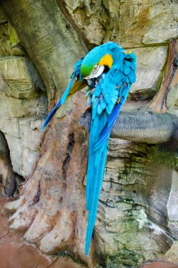 Blue Gold Macaw, Ara ararauna clipart