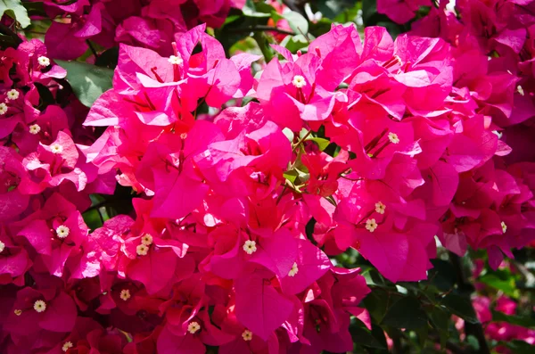 Pembe Bouganvillea çiçek çiçek