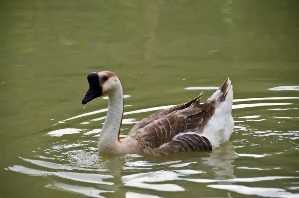 Mooie Goose — Stockfoto