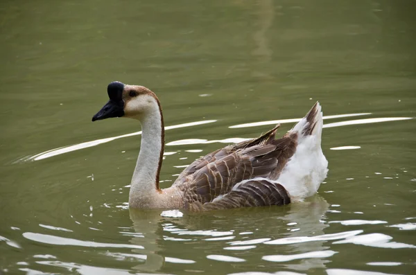 Mooie Goose — Stockfoto