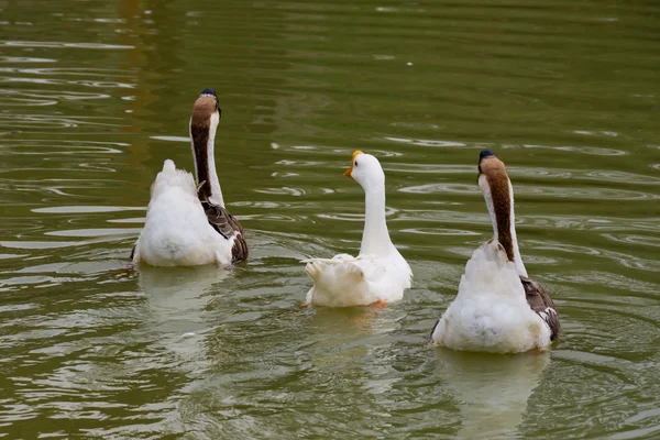 Mooie Goose — Stockfoto