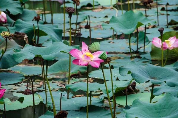 Lotusblüten — Stockfoto