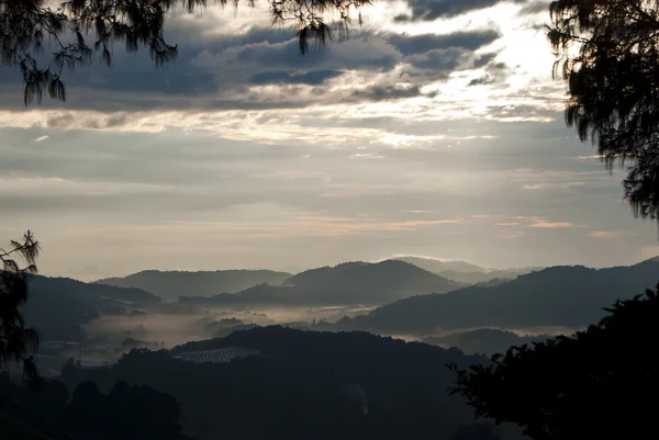 Niebla matutina en Tea Plantation, Cameron Highland, Malasia — Foto de Stock