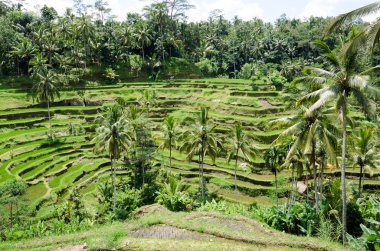 PADI Teras, Bali, Endonezya