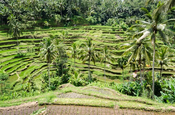 Padi Terrace, Bali, Indonésie — Photo