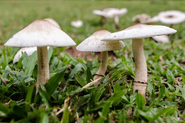 Dziki grzyb rośnie na podwórku trawy, muchomor grzyb Obrazek Stockowy