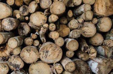 Kömür fabrikasında Kesme Mangrov ağacı -