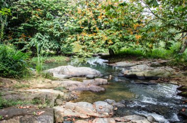 Vahşi nehir yeşil orman