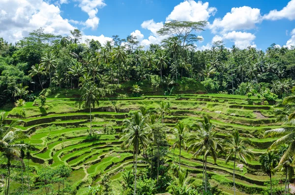 Padi 露台，印度尼西亚巴厘岛 — 图库照片
