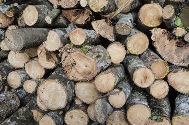 Şirin mangrov ağaç kömür Fabrikası'nda