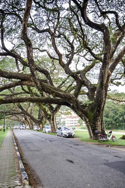 Jardín del lago Taiping, Malasia — Foto de Stock