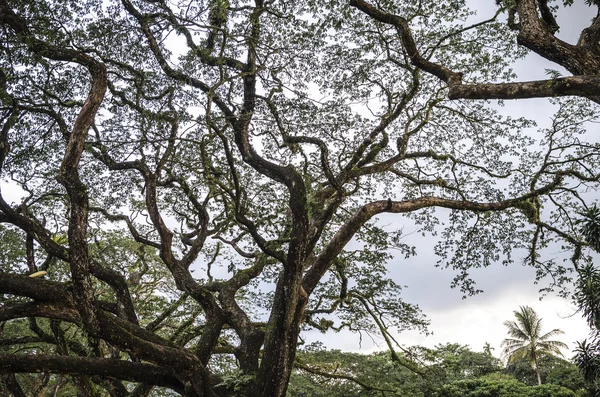 Oude berken boom met lange takken — Stockfoto