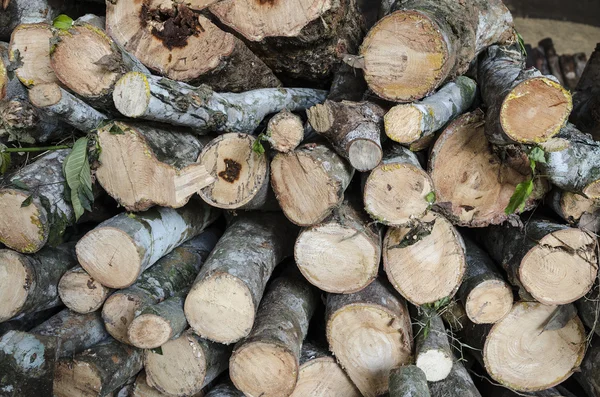 Schattig Mangrove boom in houtskool fabriek — Stockfoto