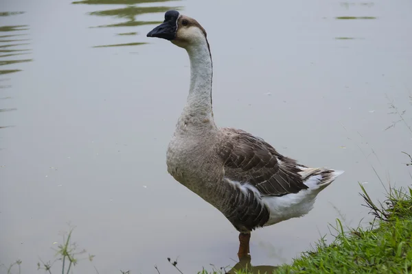 Ganso encantador en el lago —  Fotos de Stock