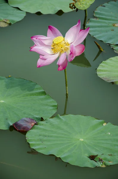 Lotus blossoms with insect — Stock Photo, Image