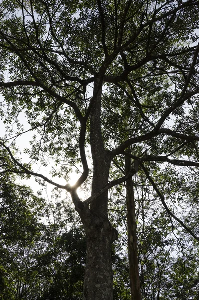 Oude berken boom met lange takken — Stockfoto