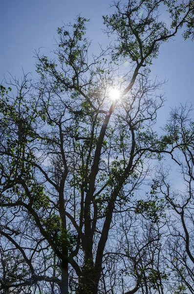 太陽の影に対して古い木 — ストック写真
