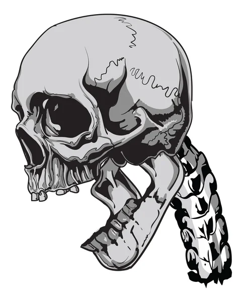 Ludzkie czaszki biologii - wektor — Wektor stockowy