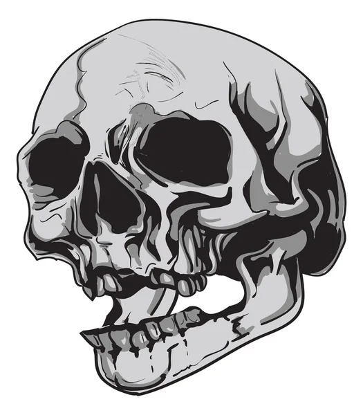 Biología del cráneo humano - vector — Vector de stock