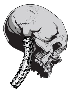 insan kafatası Biyoloji - vektör 