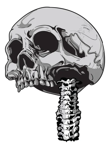 인간의 두개골 생물학-벡터 — 스톡 벡터