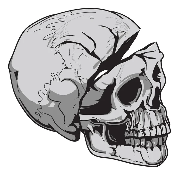 Human skull Biology - vector — Stock Vector