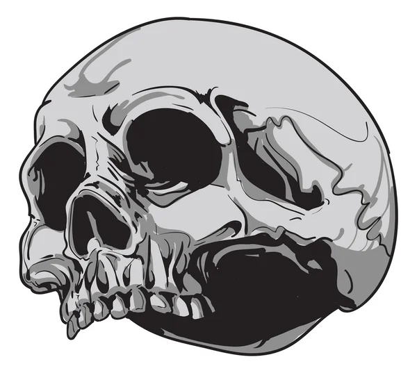 Biología del cráneo humano - vector — Archivo Imágenes Vectoriales