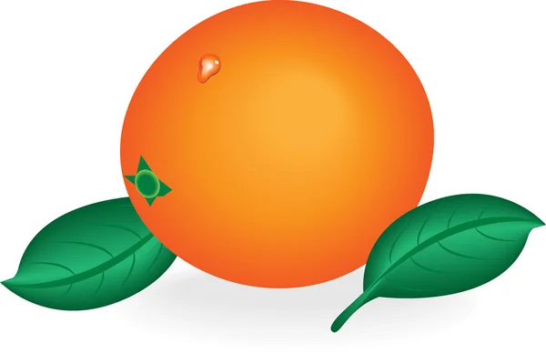 Vector image of orange and leaf. — Stock Vector