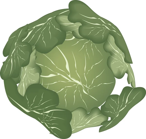 Цифровое изображение капусты, выделенной на белом — стоковый вектор