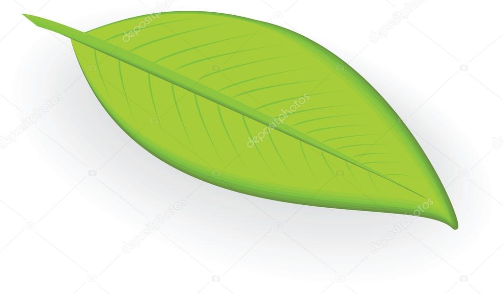 Leaf cartoon clipart illustration Stock Vector Image by ©kozzi2 #108527728 Leaf cartoon clipart illustration Stock Vector Image by ©kozzi2 #108527728