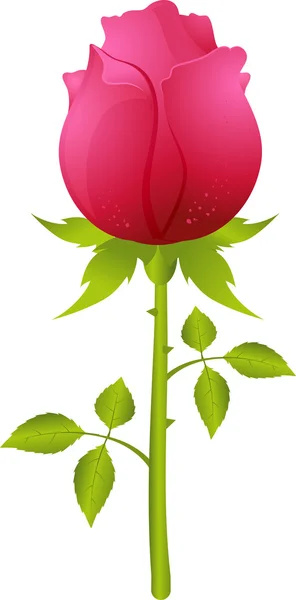 Illustration of a rose. — Stock Vector