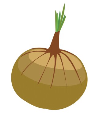 vektör görüntü soğan