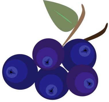 vektör görüntü mavi çilek