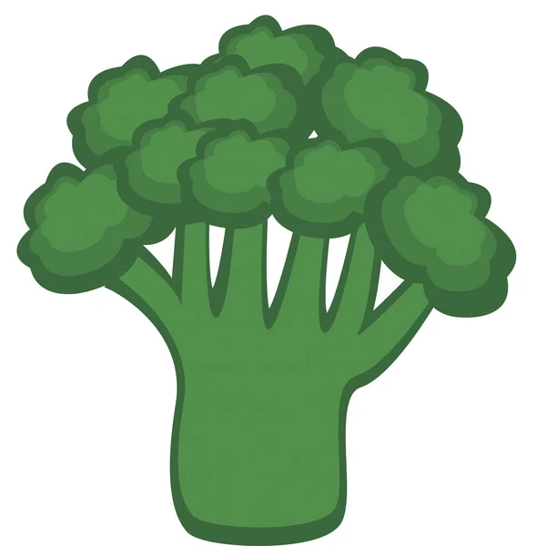 Immagine vettoriale dei broccoli . — Vettoriale Stock