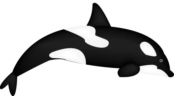 Afbeelding van de walvis — Stockvector