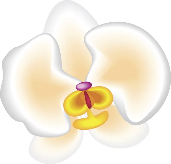 Illustration de clipart d'orchidée blanche — Image vectorielle