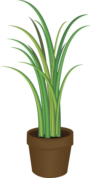 Illustration d'une plante dans un pot. — Image vectorielle